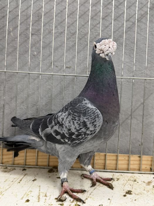 Staropolskie gołębie