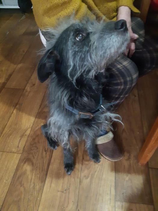 Pies do adopcji pilne