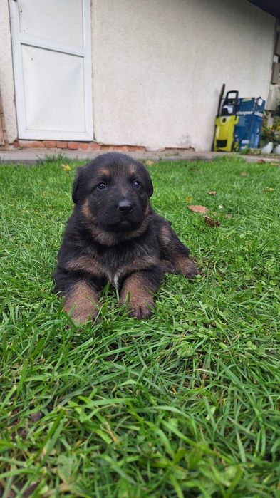 Щенята німецької вівчарки