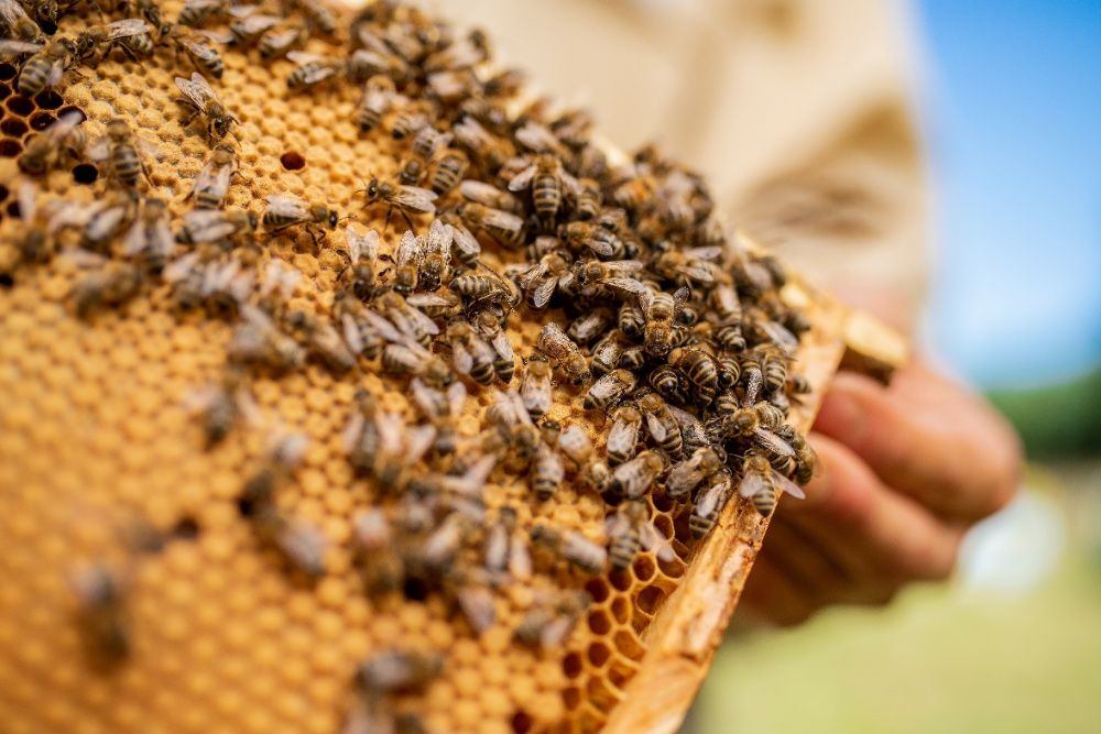 Zapylanie roślin, upraw przez pszczoły, facelia, gryka, zapisy na 2024