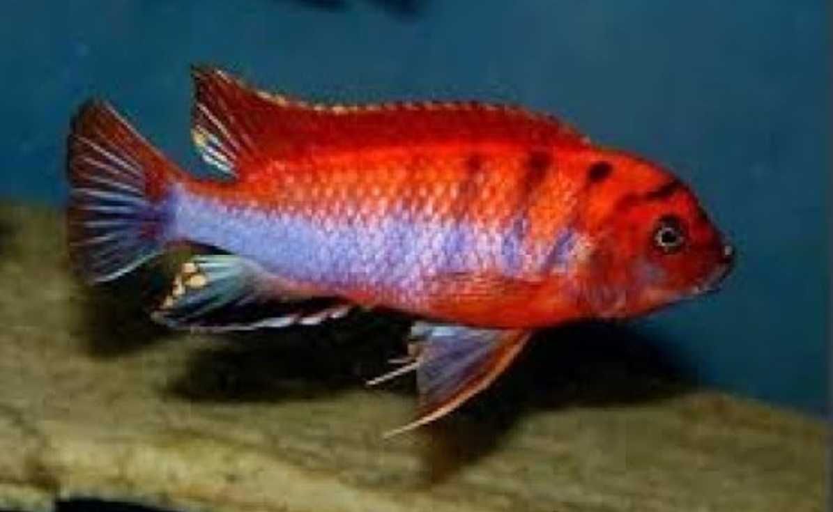 Labidochromis hongi SWEDEN - RED TOP - Pyszczak - dowozimy, wysyłamy