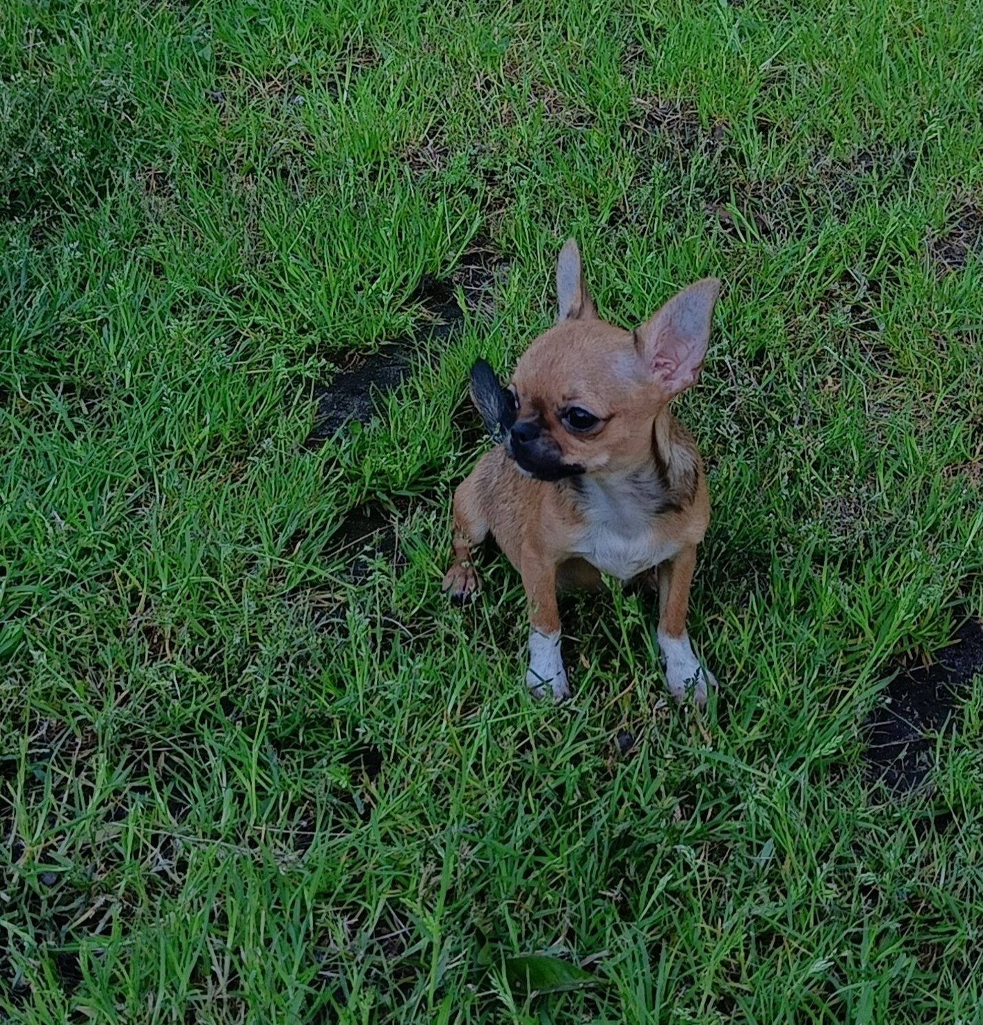 *** Malutka Laleczka Chihuahua *** Gotowa do odbioru ***