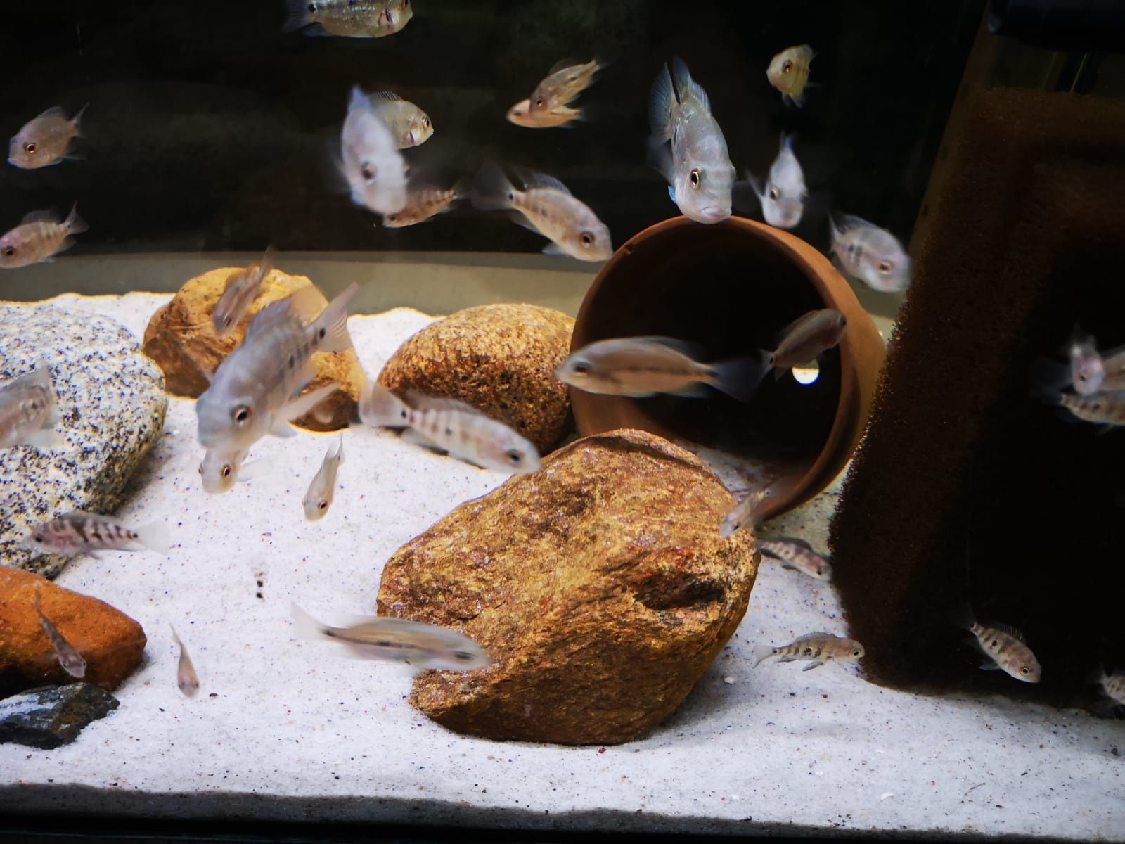 Pielęgnica Astatheros macracanthus