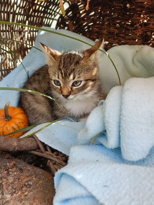 Kociaki szukają nowego domu