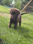 Labrador retriver-szczeniak  do odbioru!!