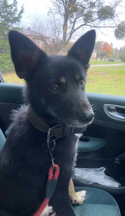 Lusia- piękna sunia szuka domu.