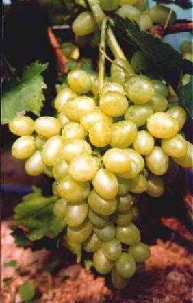 Sadzonki winorośli deserowe Arkadia, Einset, Alden gołokorzeniowe