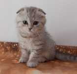 Scottish Fold Tabby