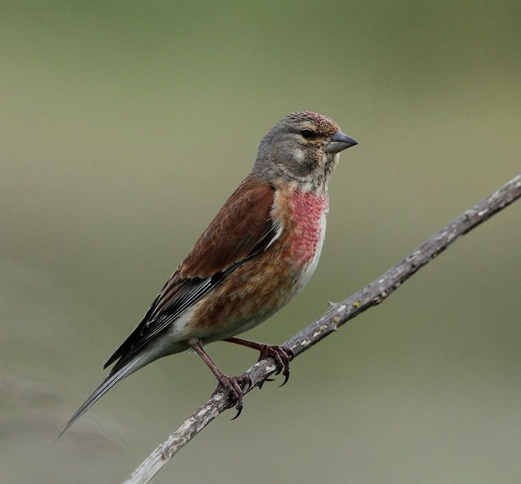 canários muito lindos