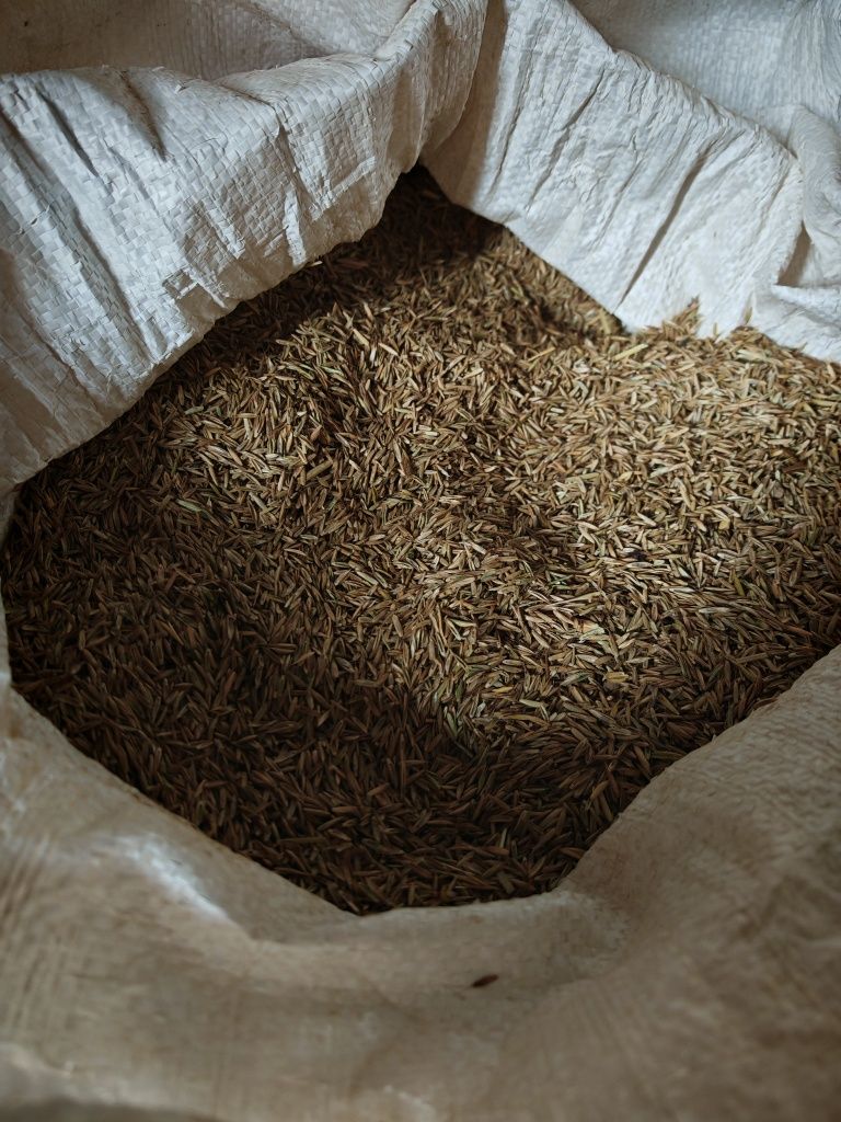 Rajgras trawa nasienna