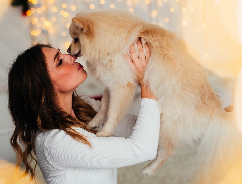 Немецкий шпиц ищет подружку!