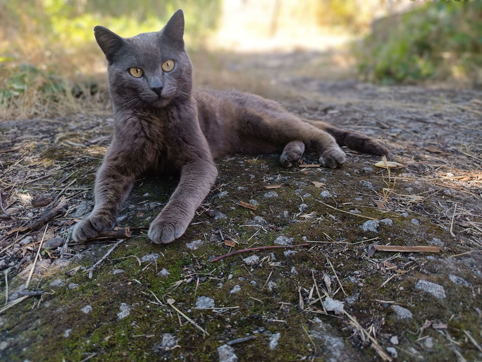 Помогите найти кота , утерян кот.