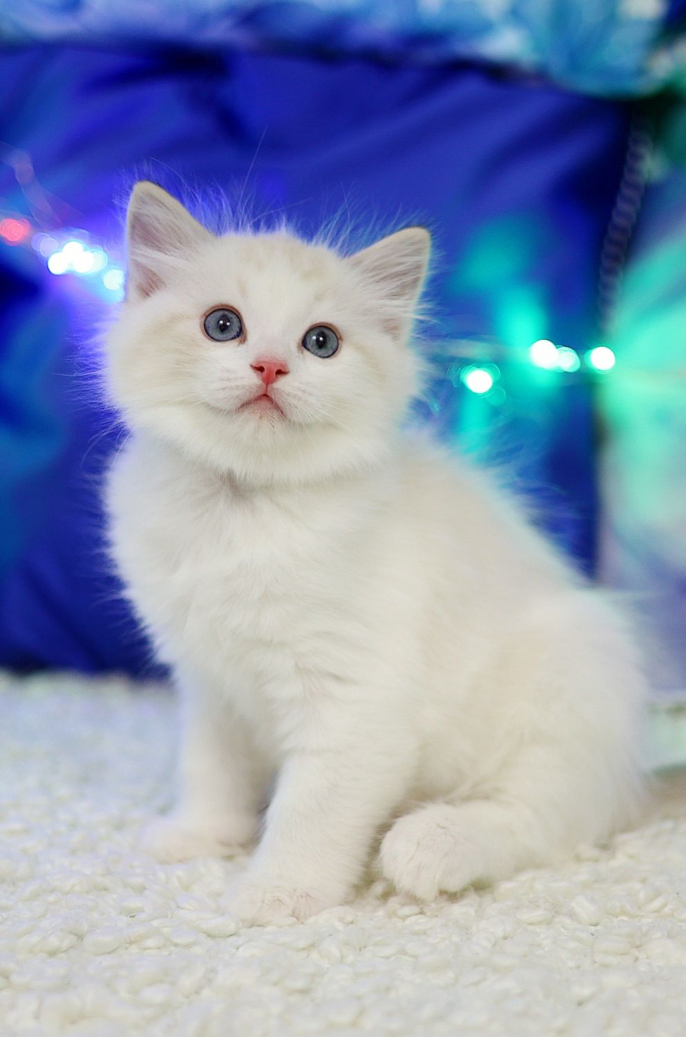 Kocurek Ragdoll seal bicolor lynx, rodowód FPL