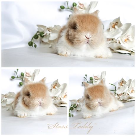 Karzełki Teddy Rasowe małe króliczki