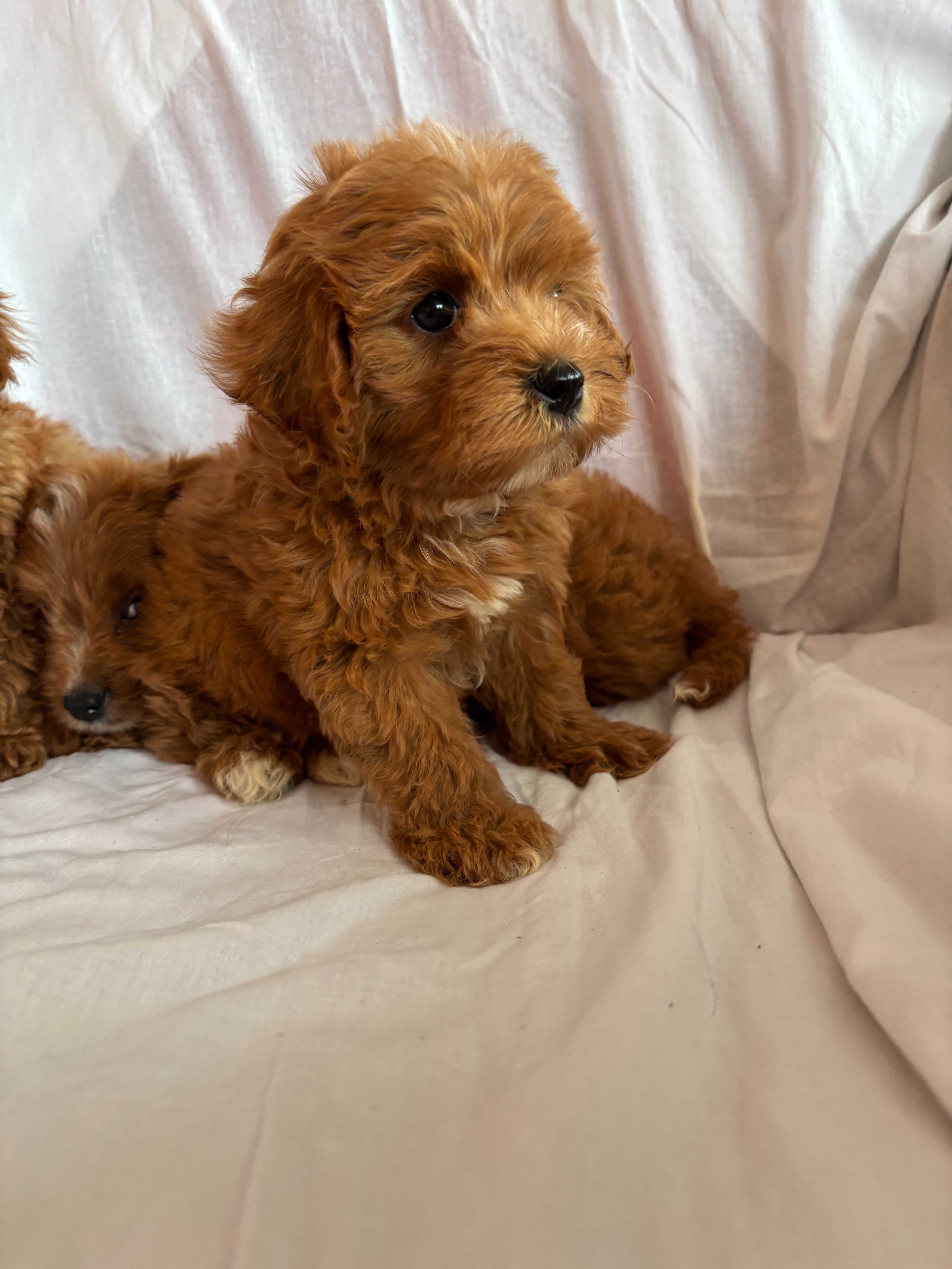 Piesek rasy Cavapoo