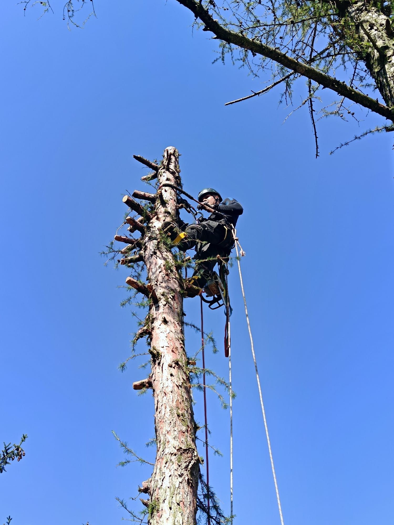 Alpinistyczna - Wycinka drzew - Przycinanie - Pielęgnacja Żywopłotów