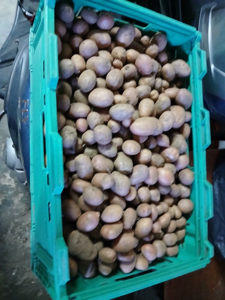 batatas nova vermelha