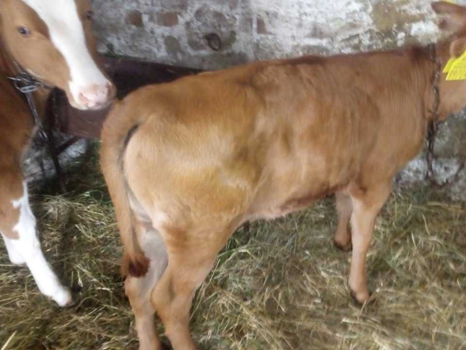 Byk Byczek Byczki Jałówka mieszańce