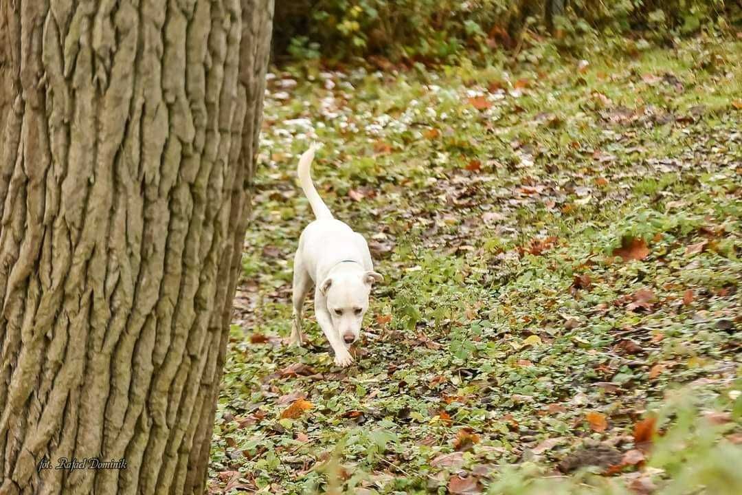 olaf ok 3 let.pies w typ.TTB szuka odpowiedzialnego domu Płock