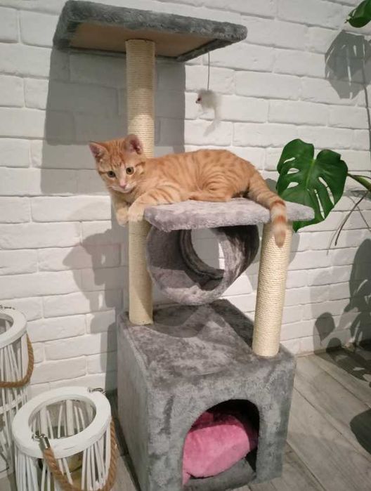 Drapak dla kota duży NOWY wysoki drzewko domek  legowisko słupek mysz