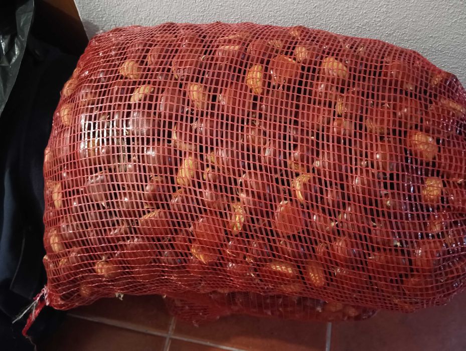 Vendo castanha martainha