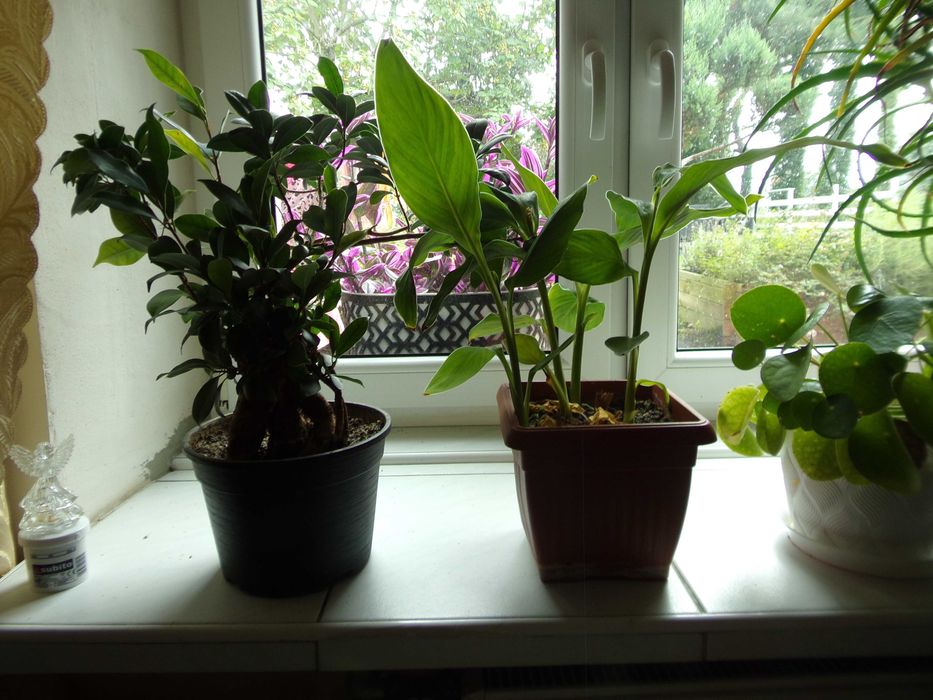 Kwiatki kwiaty doniczkowe domowe Aloe Vera Paprotka aloes