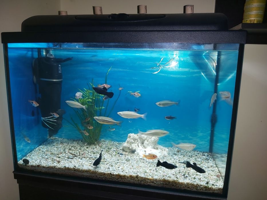 Akwarium 72l z wyposażeniem i rybkami
