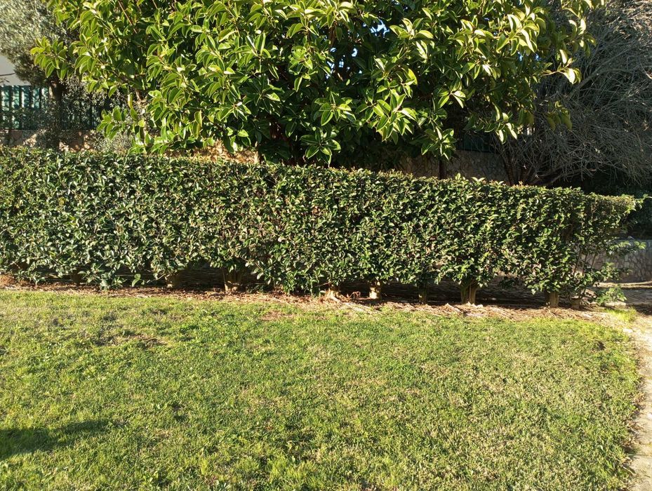 JARDINEIRO Manutenções construção jardins