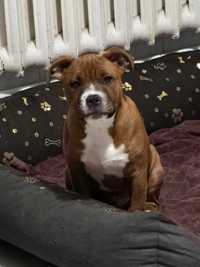 Staffordshire Bull Terrier Staffik ZKwP FCI