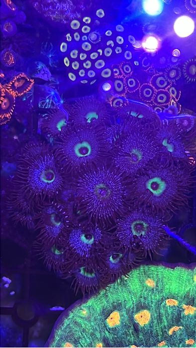 Corais zoanthus desde 15€