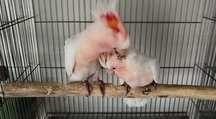 Casal Cacatua  leadbeateri
