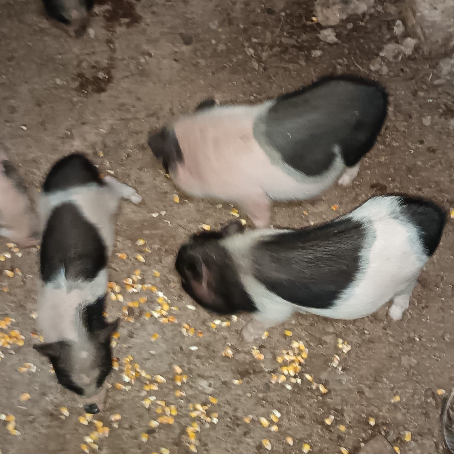Porcos Vietnamitas / Anões / Minipig (Machos e Fêmeas)