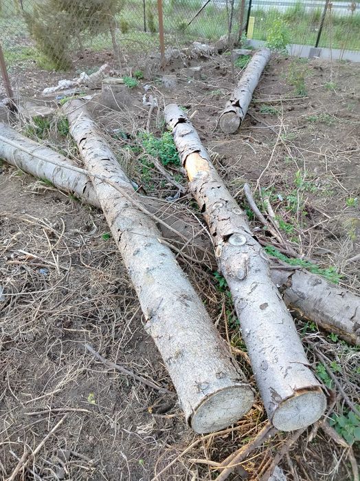 Drewno świerkowe,kłody świerkowe