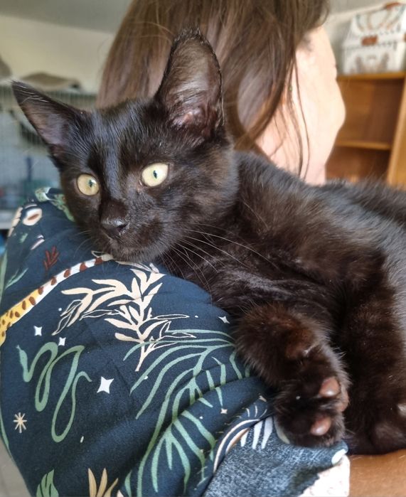 Kocurek  Pankracy szuka domu