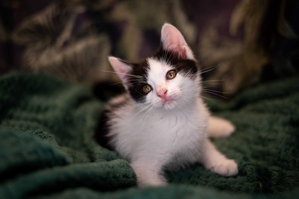 Uroczy bracia do adopcji!