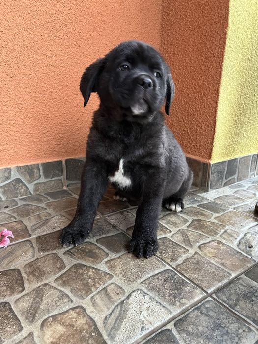 Кане корсо дівчатка та хлопчики