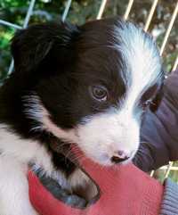 Border collie pieski