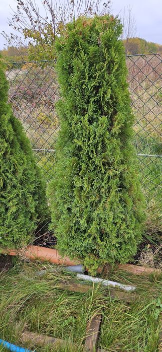 Iglaki tuje szmaragdy