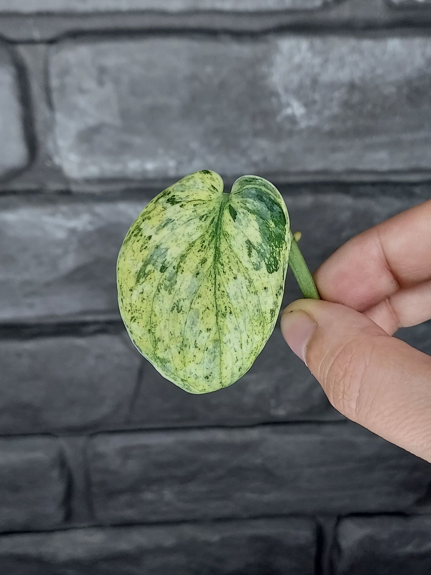 Scindapsus Dark Silver Cloud Variegata #6