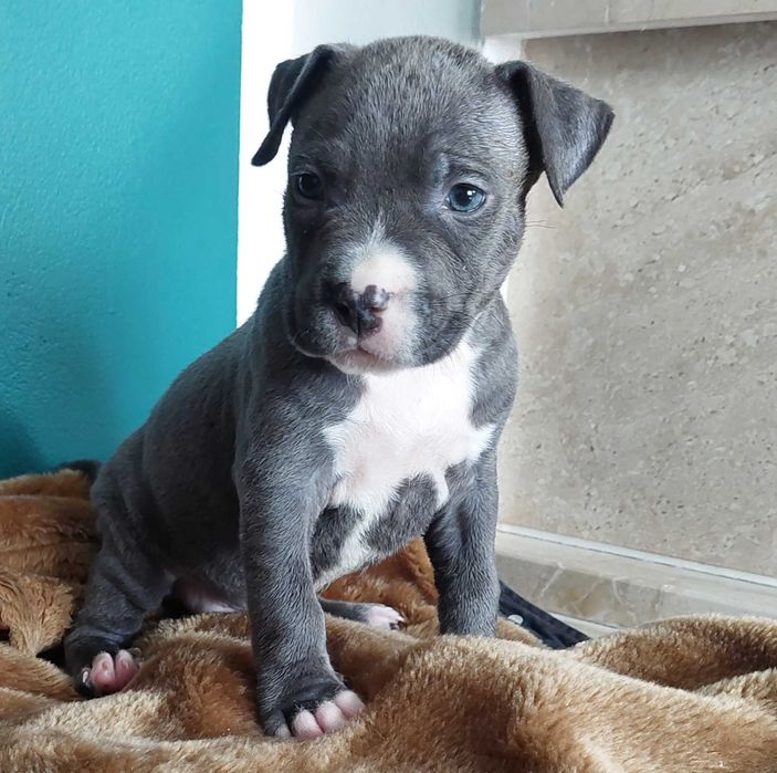 American Staffordshire Terrier Amstaff Blue szczeniak