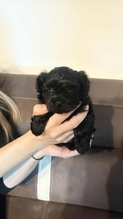 Bolonczyk bolonka kolorowa piesek Niko