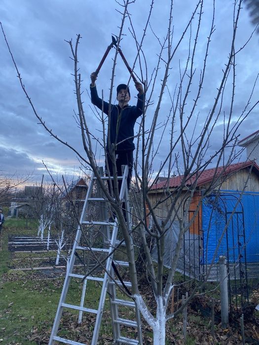 Спилювання дерев, корчування пеньків та інші роботи в саду