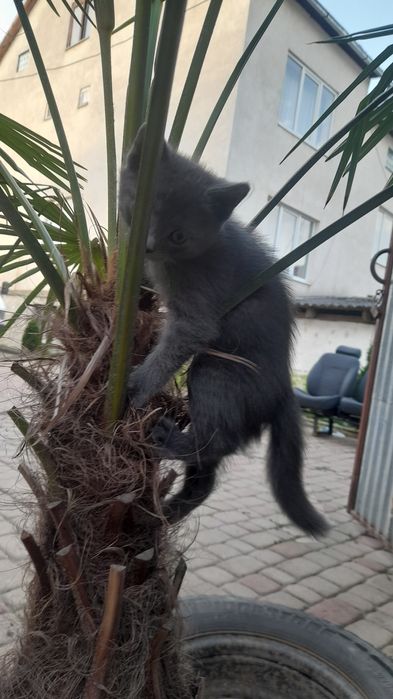 Британські коти к