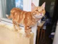 Рыжик Гучи! 2 года (кот,кошка,котенок,рыжий)