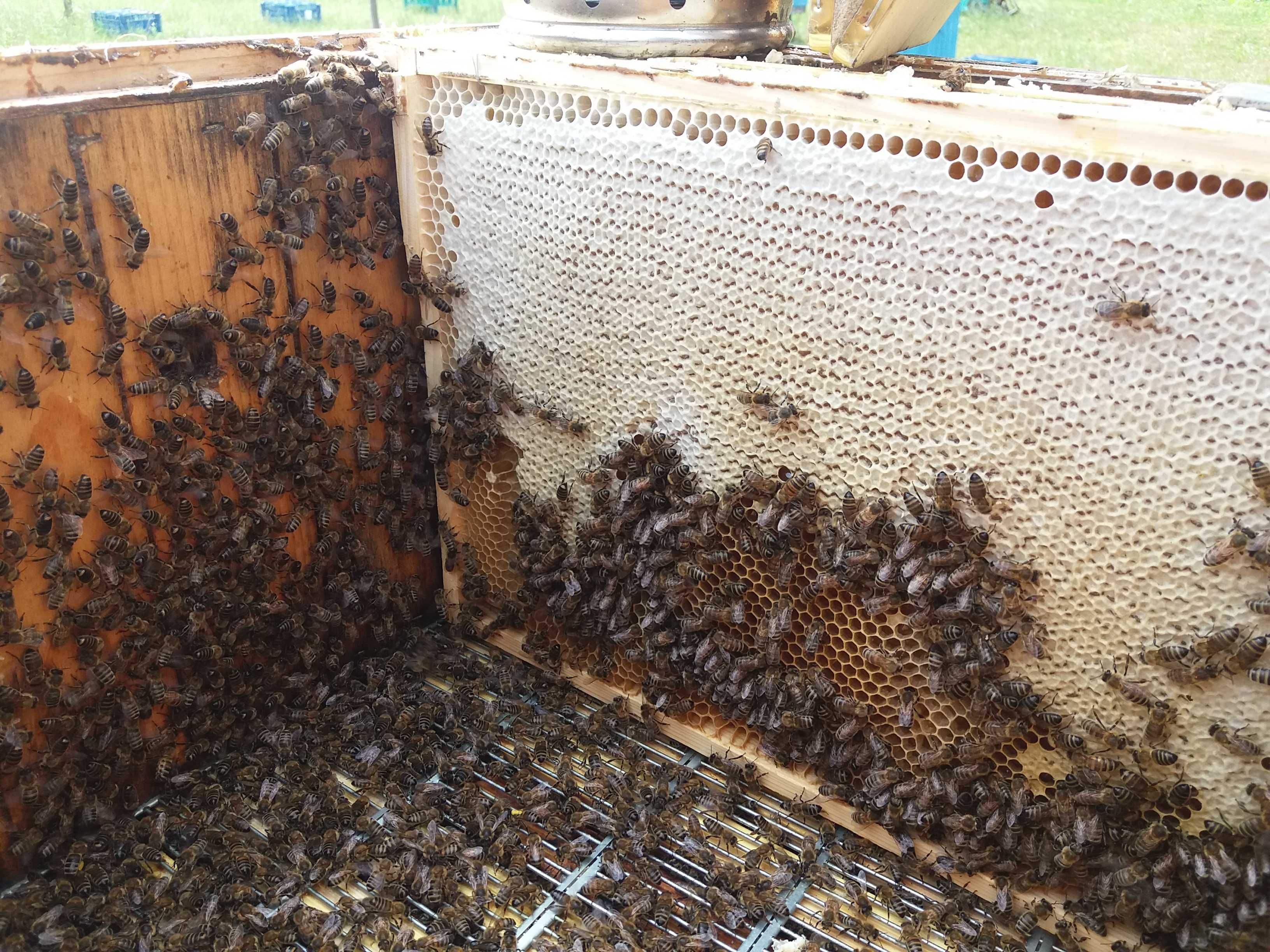 Odkłady pszczele, rodziny pszczele, ule z pszczołami ,pszczoły.