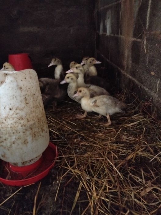 Vendem-se patos mudos