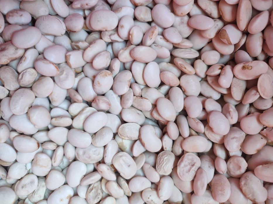 Fasola - Odpad 1 Kat. - Pasza dla zwierząt - Eko Opał - Poplon - 2025