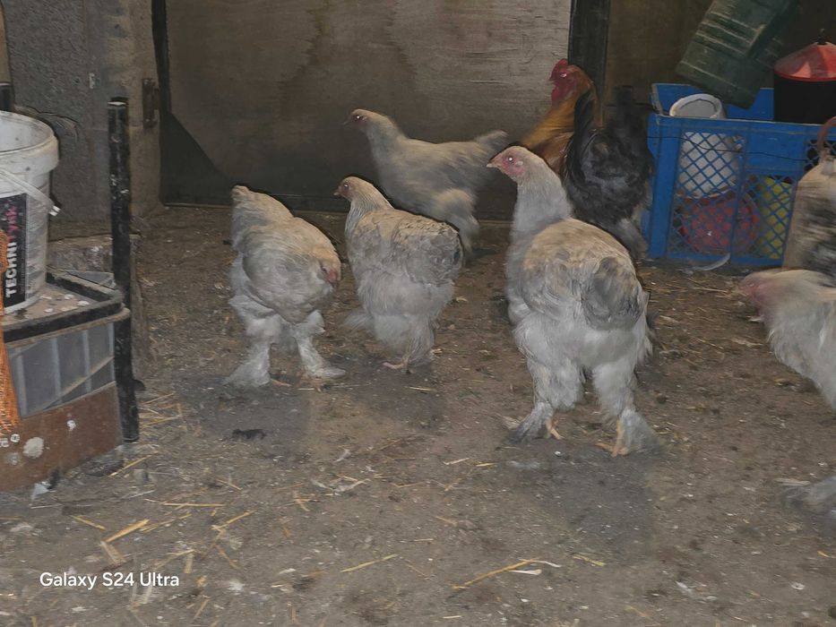 Brahma olbrzymia isabell