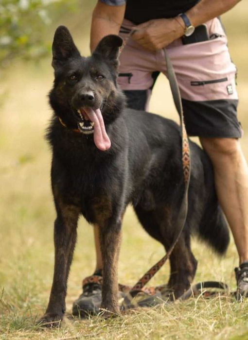 BIES - piękny psiak w typie owczarka do adopcji