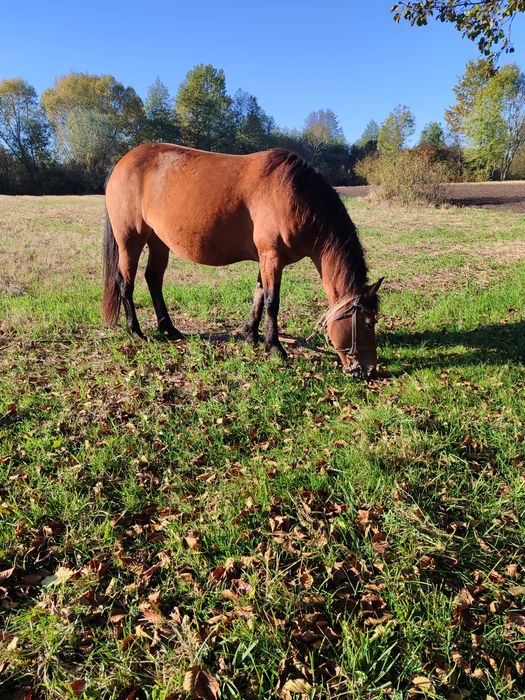 Молода робоча кобила